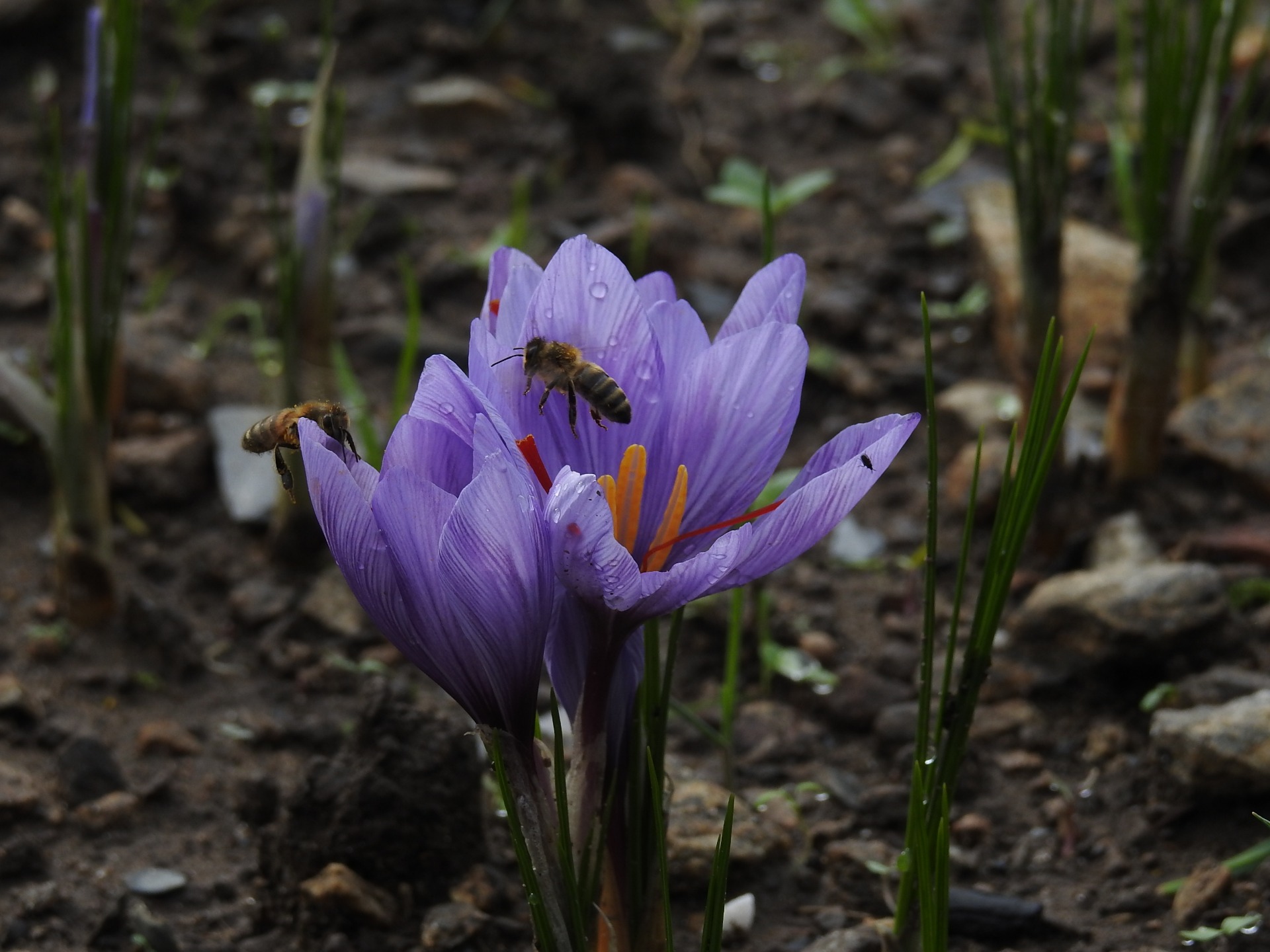 un régal pour les abeilles !